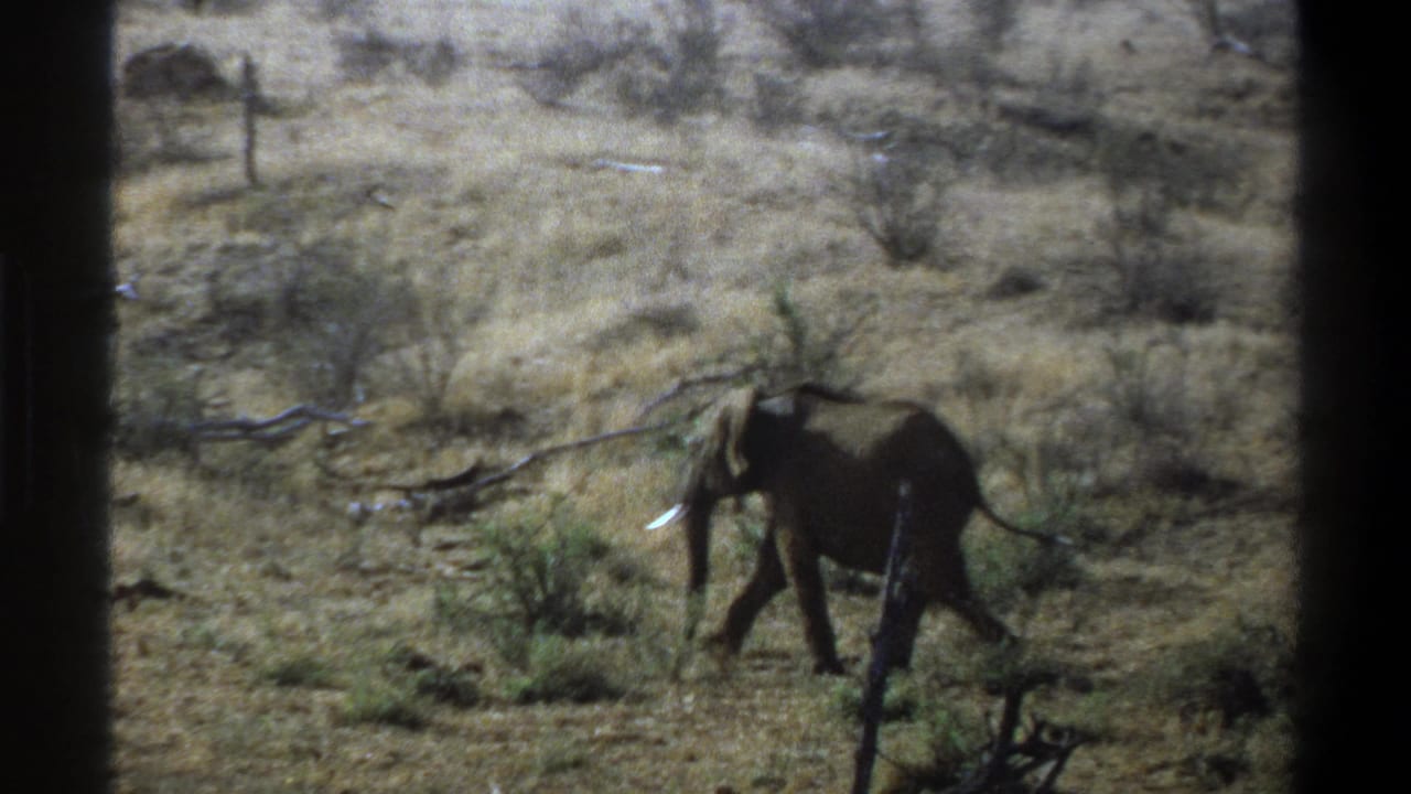 Elephant in profile crossing open dry ground with low brush and dark frame edges.