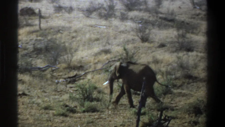 1969 South Africa home-movie frame showing an elephant in profile crossing open dry ground with scrub vegetation.