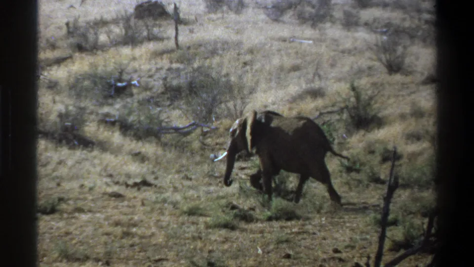 1969 8mm frame showing a tusked elephant walking past brush and bare branches in a dry South African savanna scene.
