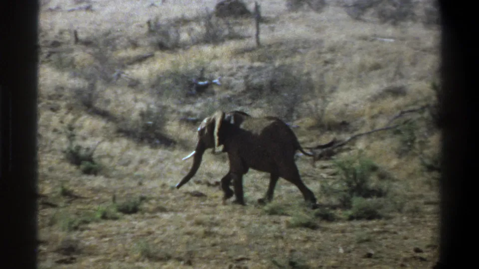 1969 South Africa frame showing an elephant walking left across dry grassland with scattered shrubs and film-edge darkness.