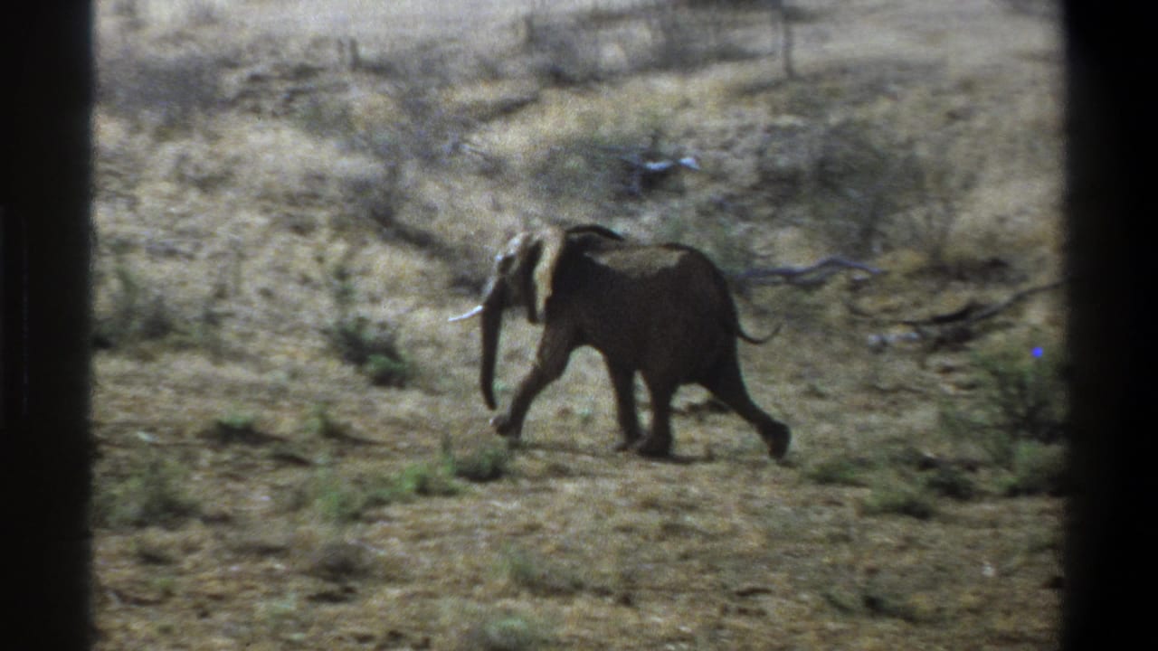 1969 South Africa 8mm frame showing a lone tusked elephant moving across dry grass and sparse shrubs in bright daylight.