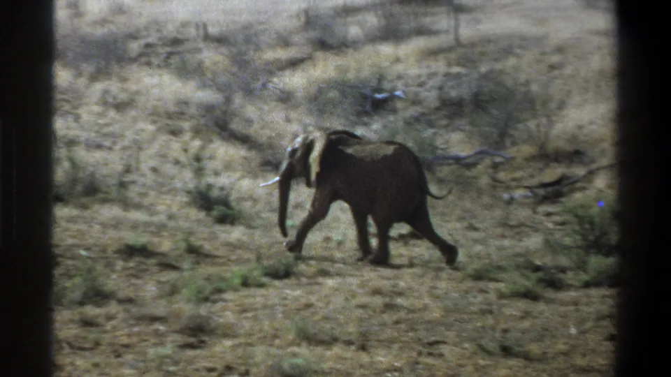 1969 South Africa 8mm frame showing a lone tusked elephant moving across dry grass and sparse shrubs in bright daylight.