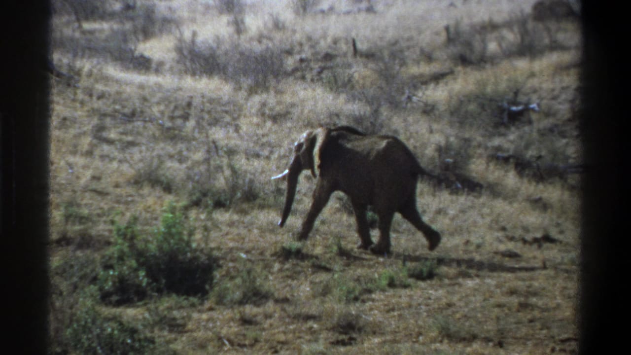 1969 South Africa 8mm frame of a lone elephant walking rightward through dry grass, brush, and scattered branches.