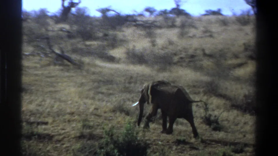 1969 South Africa 8mm frame showing the elephant lower in the frame, moving near shrubs and dry grass under bright sky.