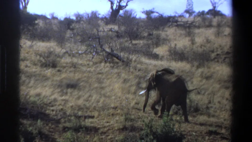 1969 South Africa 8mm frame with the lone elephant near the right side of a dry, brushy slope beneath a bright sky.