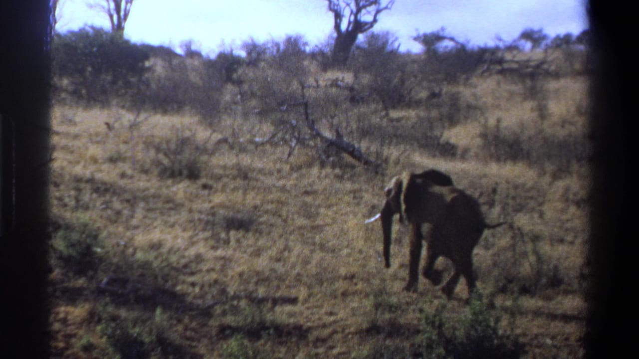 A lone elephant moves through dry grass and brush in 1969 South Africa home-movie footage, framed by dark 8mm borders.