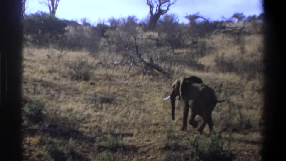 A lone elephant moves through dry grass and brush in 1969 South Africa home-movie footage, framed by dark 8mm borders.