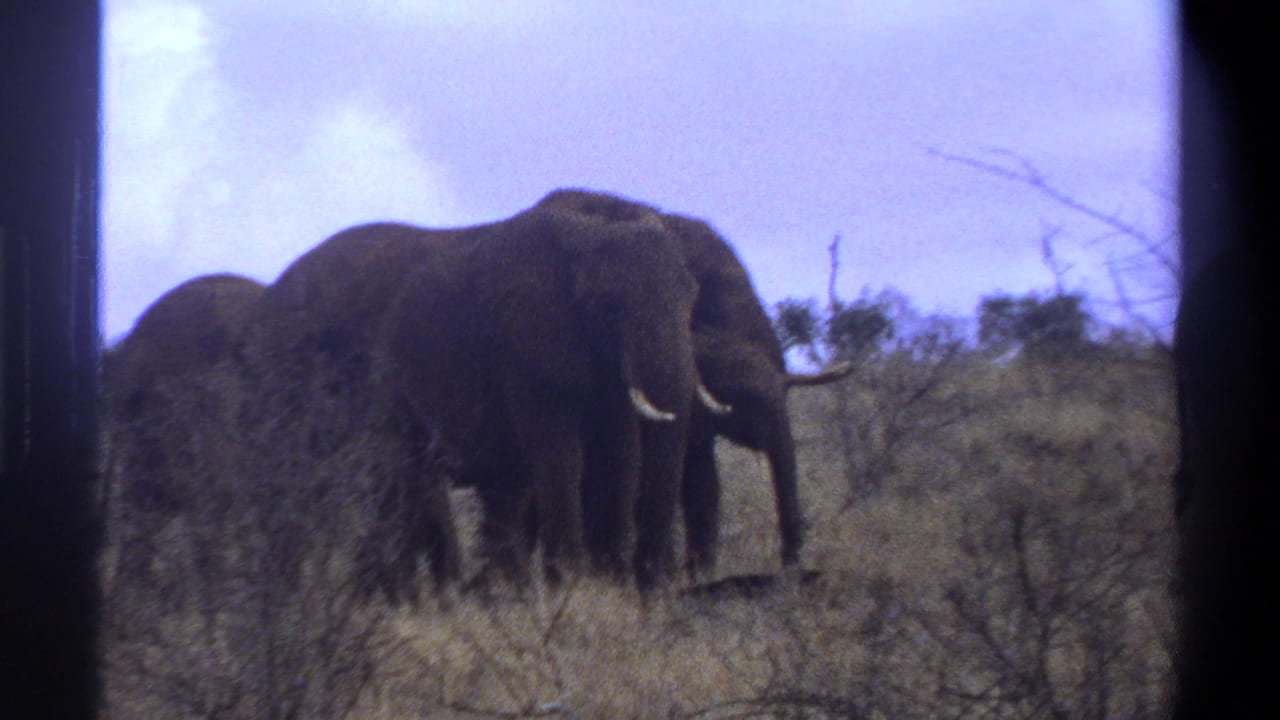 Adult elephants standing close together in dry grass beneath a bright sky.