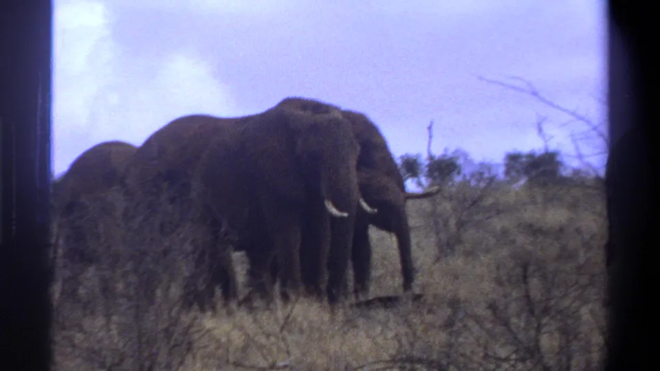 Several adult elephants with visible tusks stand together in dry grassland, seen in faded 8mm color from South Africa metadata.