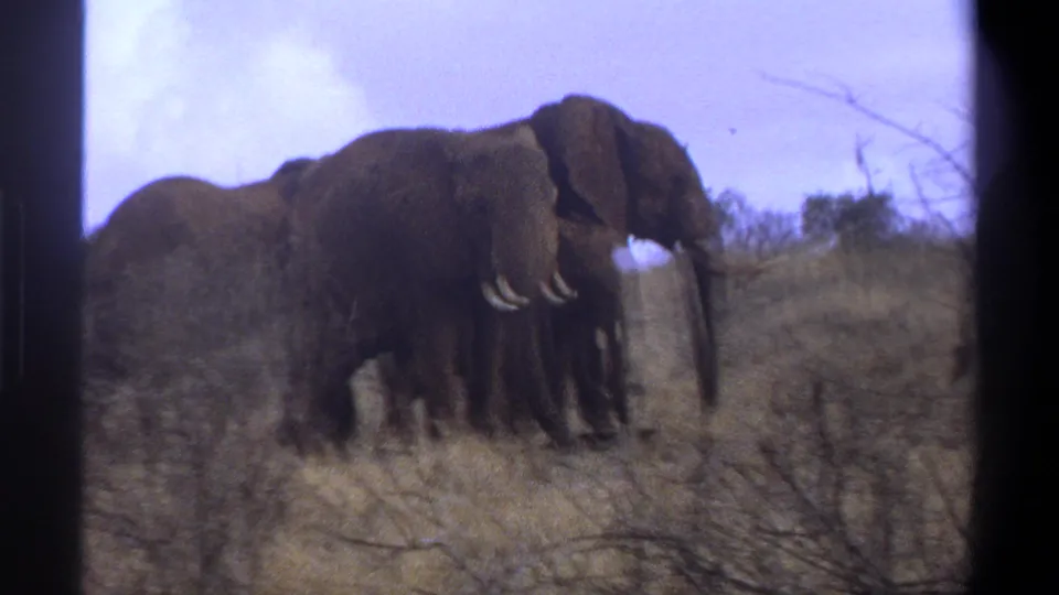 A tight group of elephants stands in dry grass and brush, with soft focus and faded color from the 8mm scan.