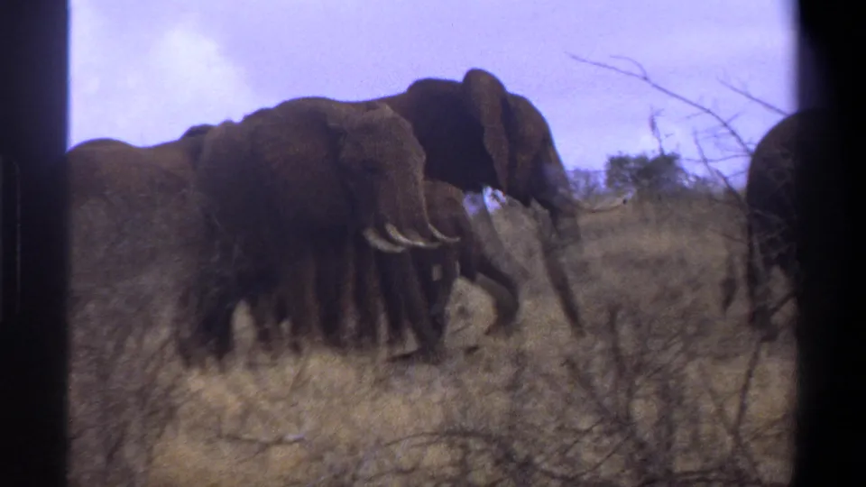 Adult elephants and a smaller calf move together through dry South African grassland, filmed with visible 8mm borders and handheld framing.