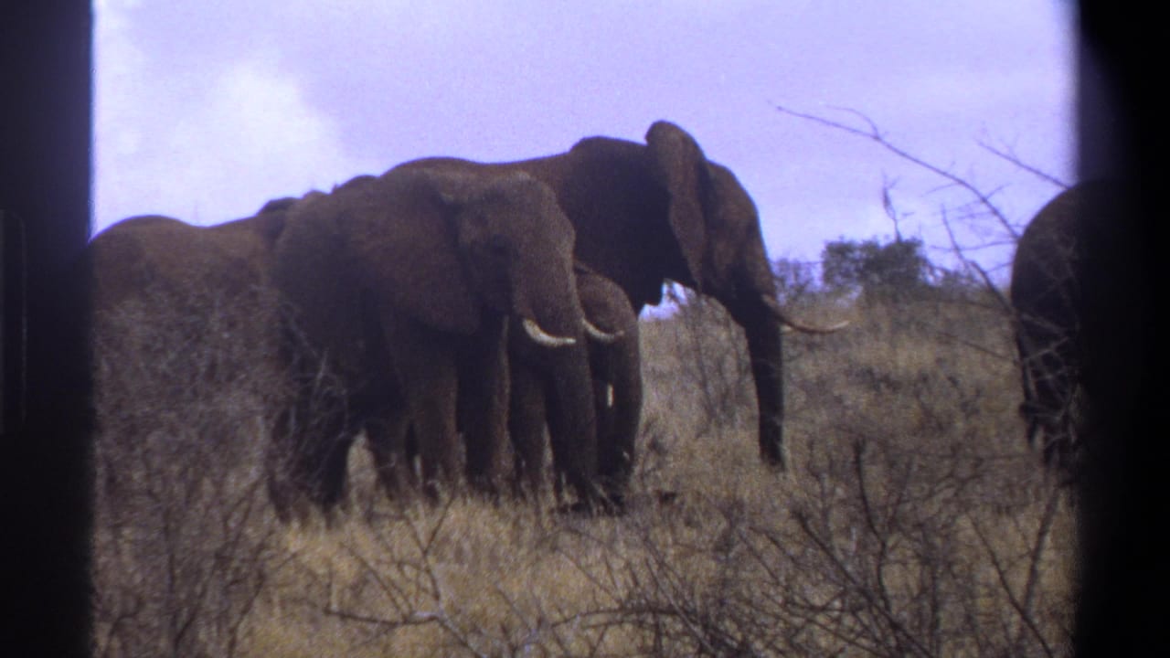 1969 8mm Cape Town footage showing elephants in dry grassland with sparse brush and a pale sky.