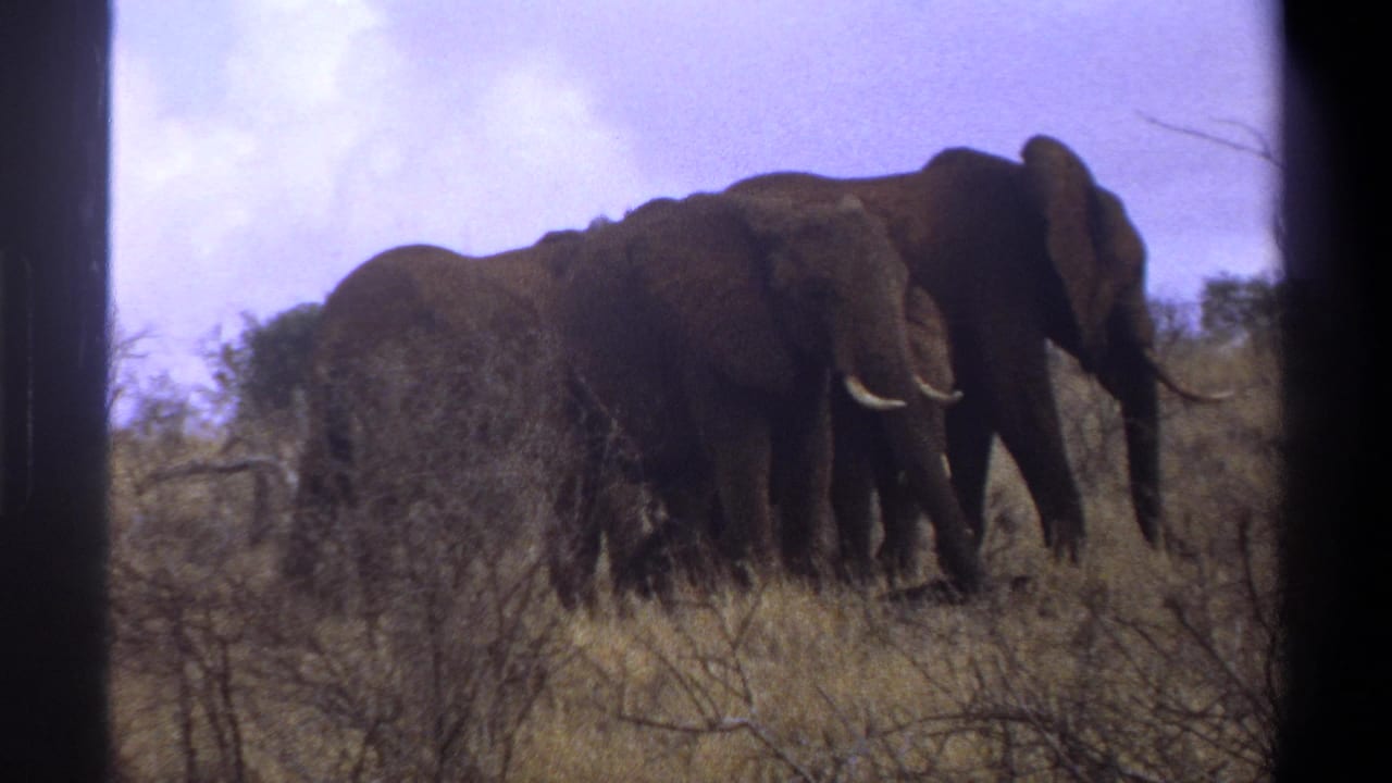 Adult elephants appear in 1969 Cape Town home-movie footage, walking through dry grass and scrub.