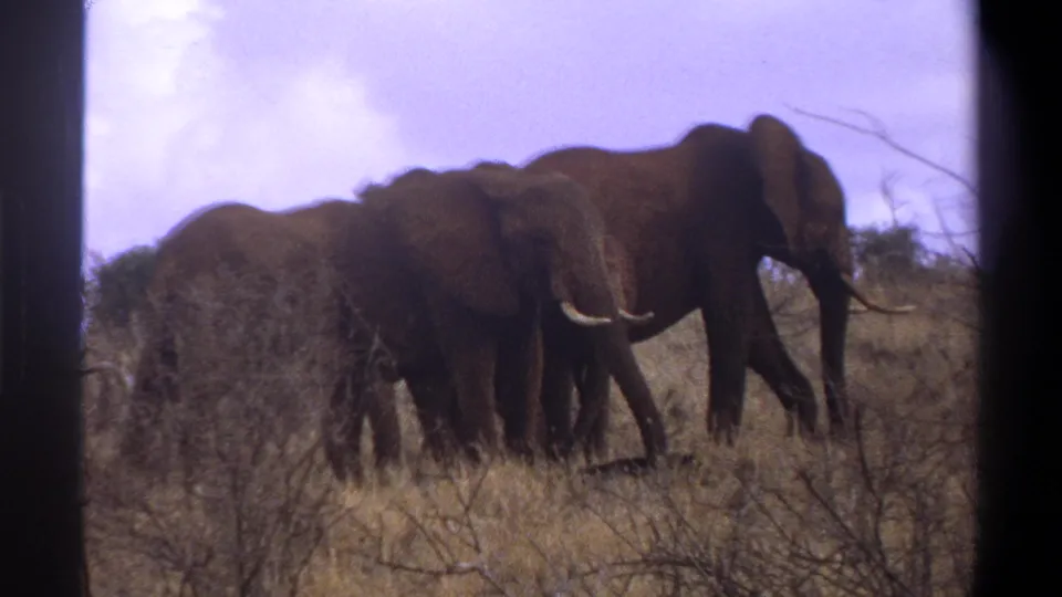 A small group of elephants, including a juvenile, moves through dry grass in supplied 1969 Cape Town footage.