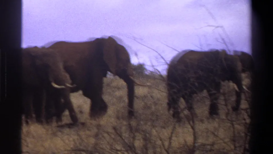 1969 Cape Town 8mm frame with elephants moving through dry brushland, one animal partly hidden by shrubs.