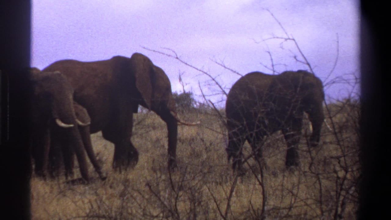 1969 Cape Town home-movie frame showing elephants foraging in dry grassland with thorny brush and soft 8mm color.