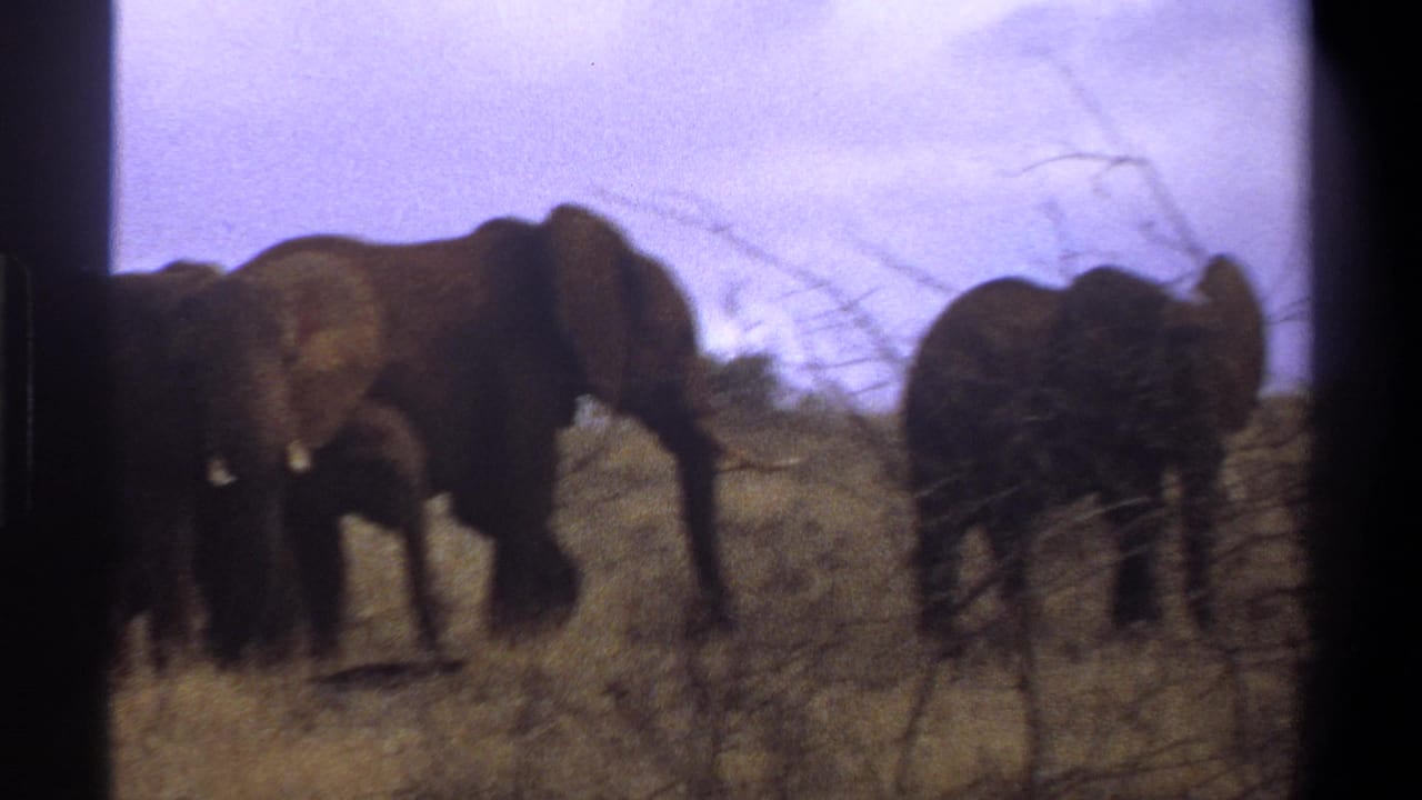 Elephants move across dry South African grassland in a softly focused 1969 8mm home-movie frame.