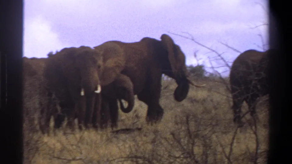 1969 Cape Town wildlife footage frame with tusked adult elephants and a smaller elephant in dry scrubland.