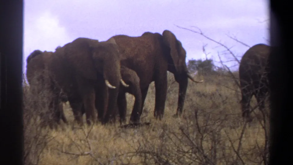 Tusked elephant stands with others in dry Cape Town grassland, seen in faded 1969 8mm home-movie color.