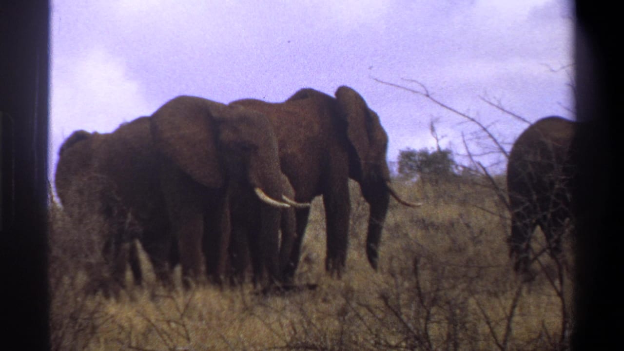 1969 8mm footage frame of African elephants in dry grassland, including an adult with visible tusks, with soft focus and dark film edges.