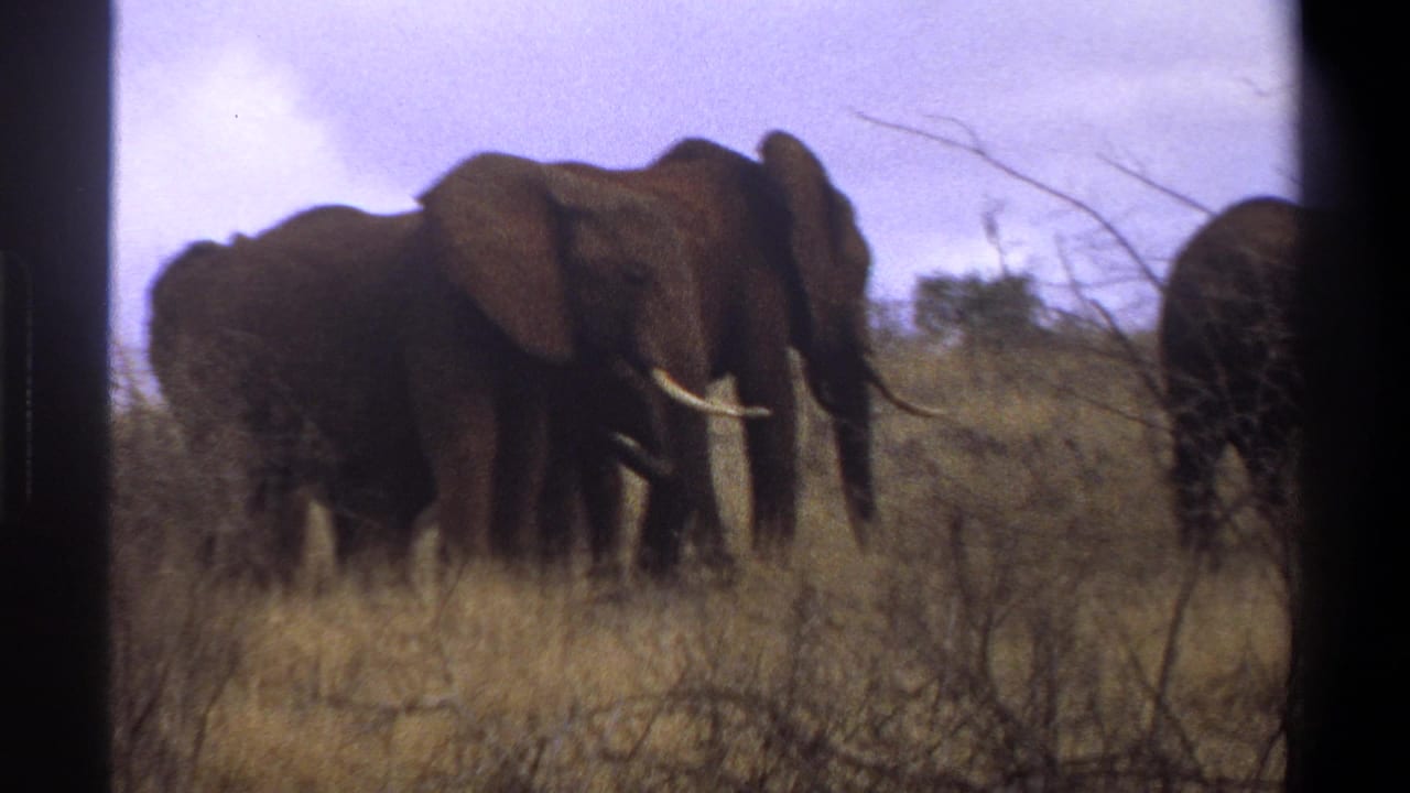 1969 South Africa home-movie frame showing elephants walking through scrubby grassland, with one tusked adult prominent near the foreground.