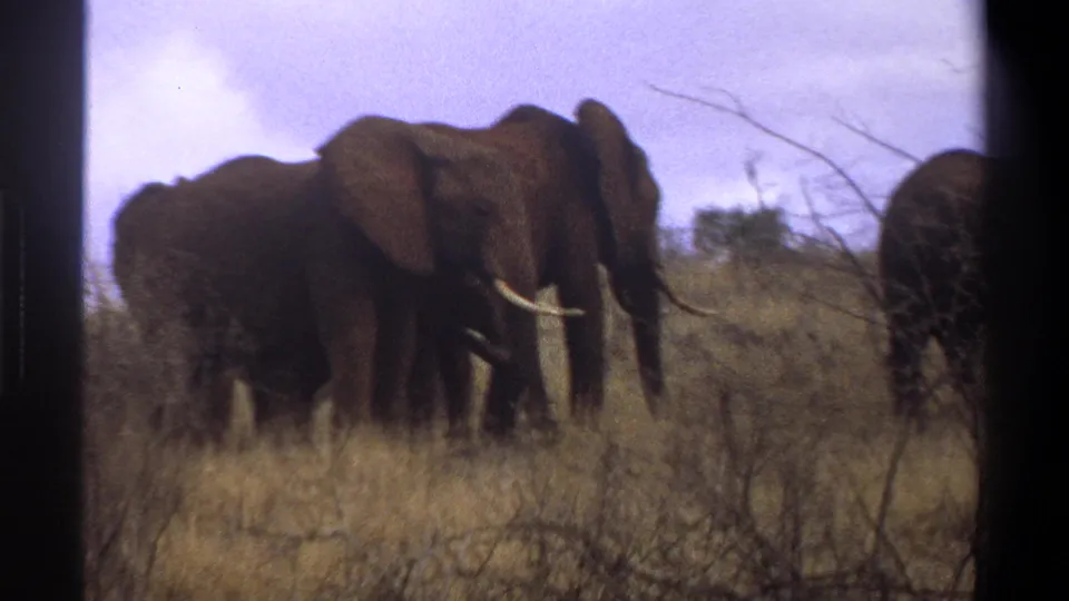 1969 South Africa home-movie frame showing elephants walking through scrubby grassland, with one tusked adult prominent near the foreground.