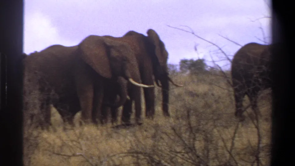 Cape Town metadata-supported 1969 8mm frame of elephants moving in a tight group through dry grass and brush, with soft film grain.