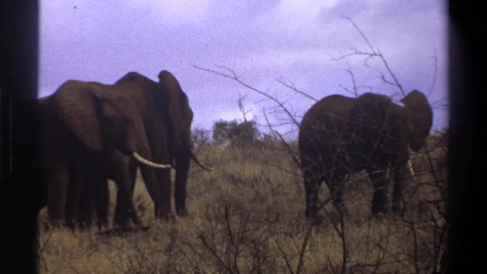 Final 1969 8mm frame showing elephants separated across the grassland, partly screened by thorny shrubs and dark film borders.