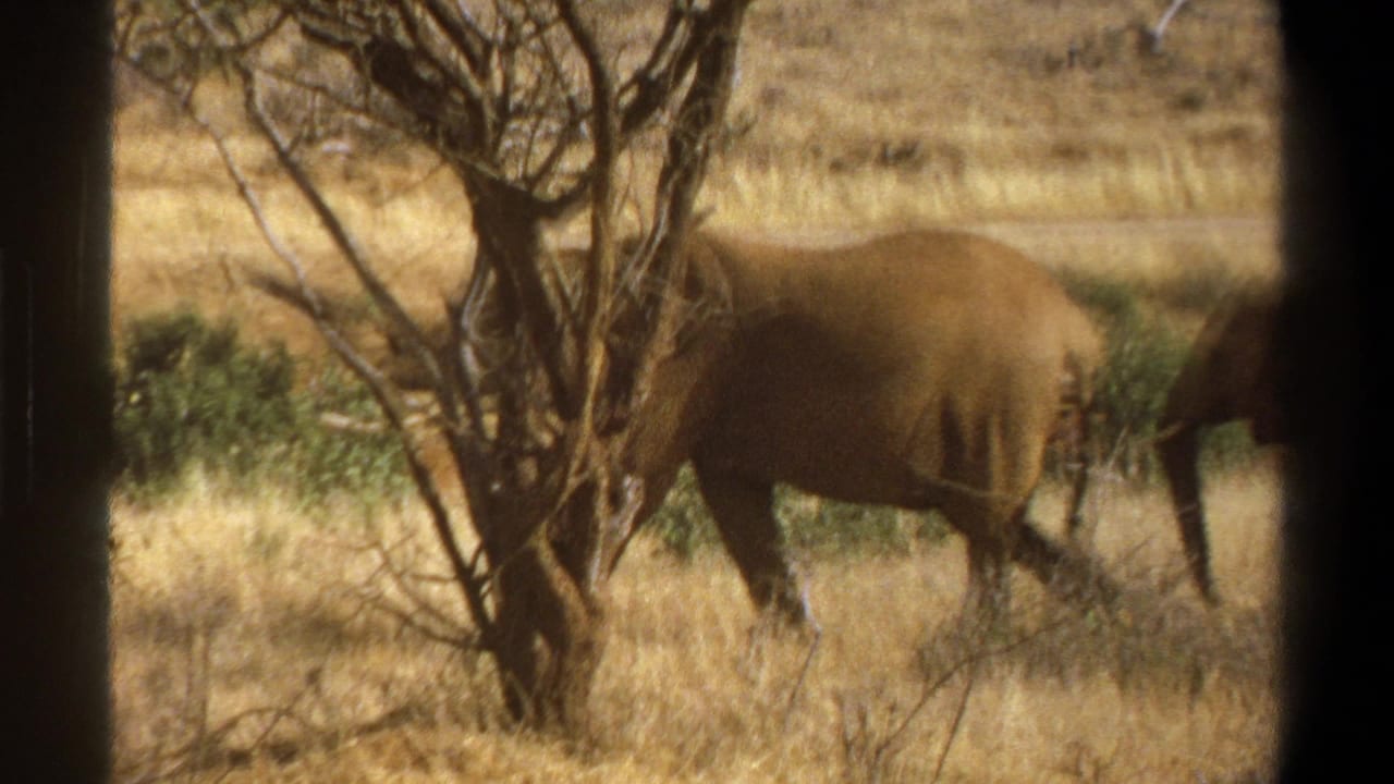 1969 Cape Town 8mm footage appears to show elephants moving through dry grass, partly obscured by bare trees and dark foreground edges.