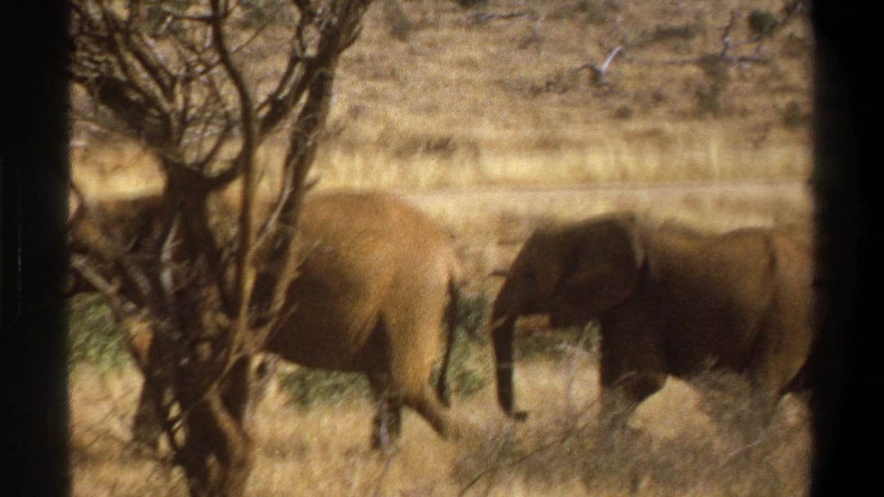 Several elephants move across dry grass, partly hidden by a bare tree.