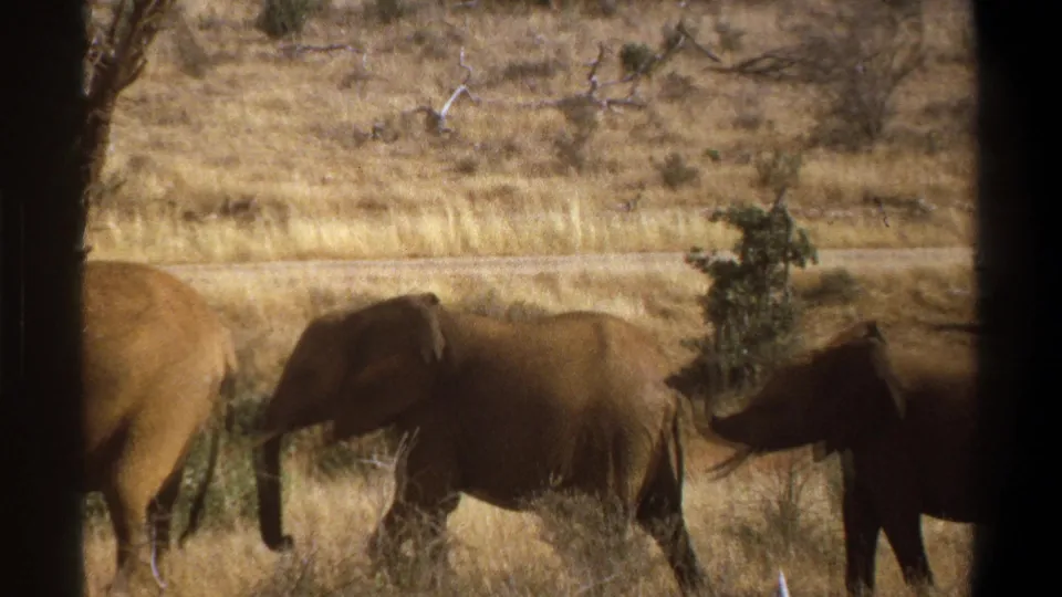 The 8mm frame shows elephants crossing a dry grassy area in South Africa, with shrubs, bare branches, and a dark vertical obstruction in front.