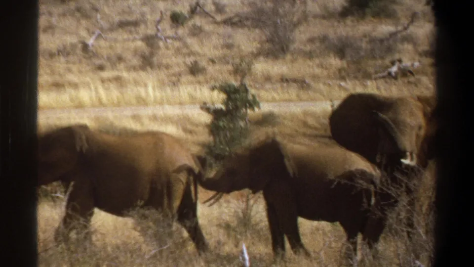 At the end of the 1969 8mm clip, elephants remain visible in dry grass near shrubs, with dark foreground borders suggesting a filmed-through opening.