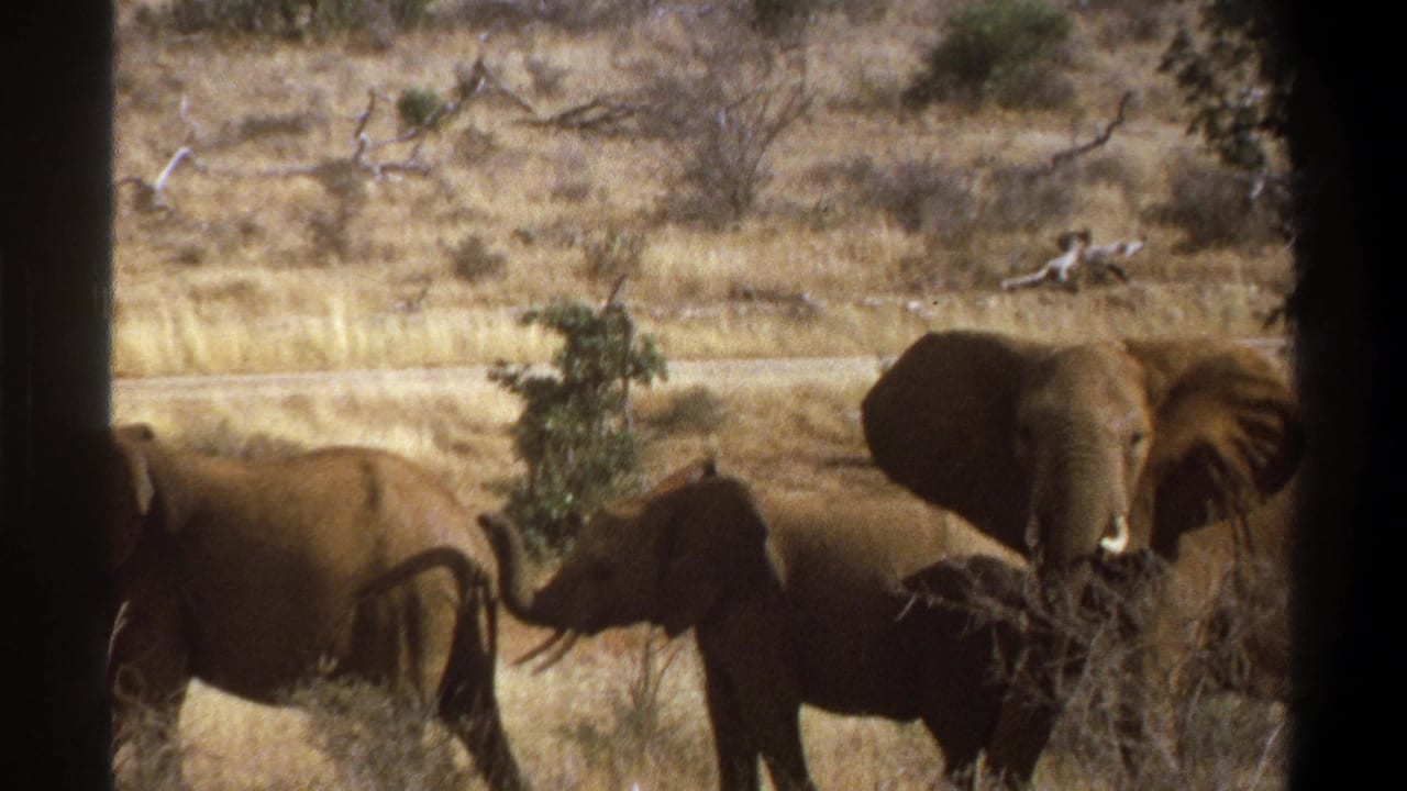 1969 South Africa 8mm frame showing several elephants in dry grass, including a smaller calf beside larger adults.
