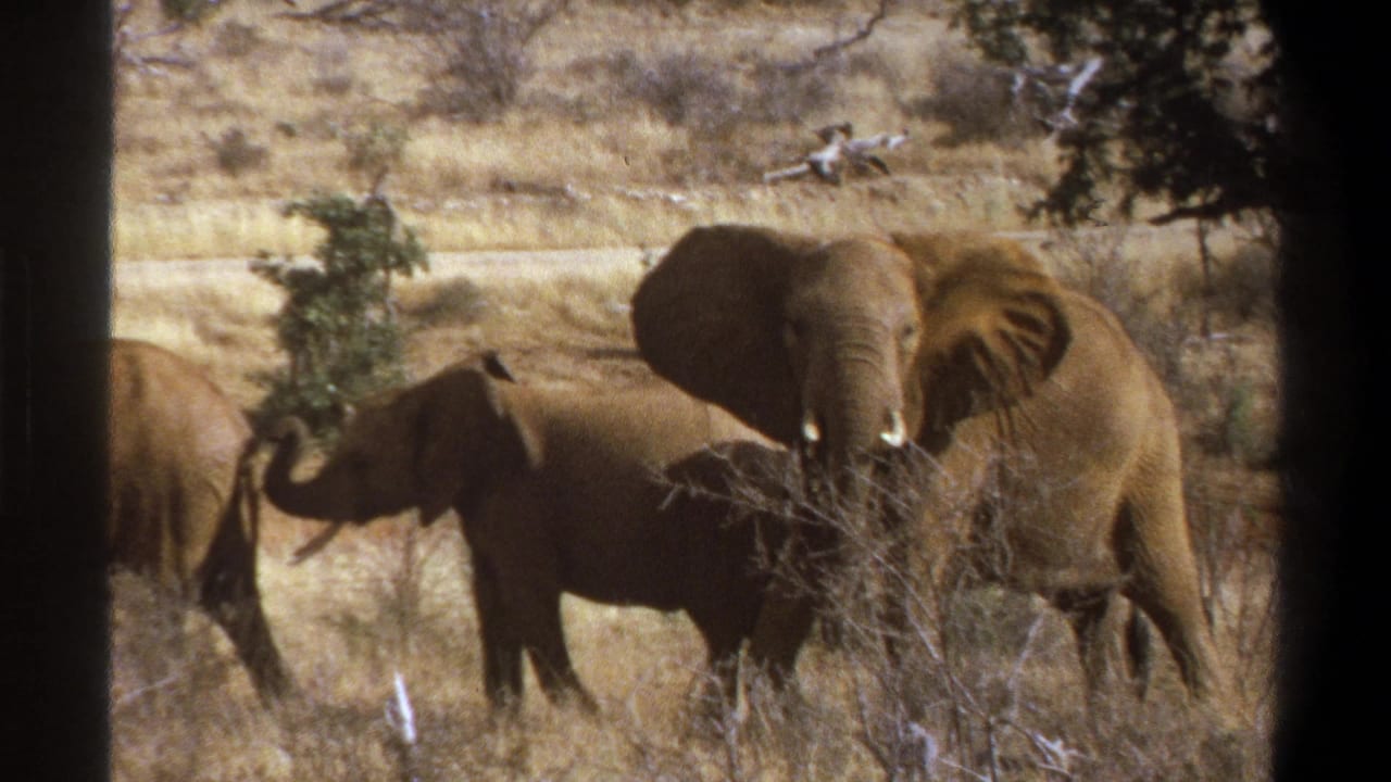 Adult elephant faces the camera while a smaller elephant stands beside it in dry grass.