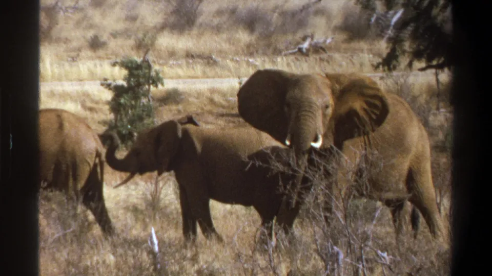 1969 South Africa 8mm frame showing a small group of elephants in dry grass, including one adult turned toward the camera.
