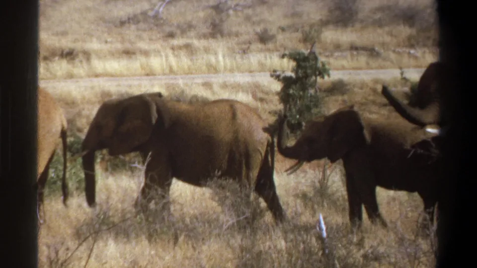 1969 South Africa 8mm frame showing elephants crossing dry grassland, with one partially cropped adult at the right edge.