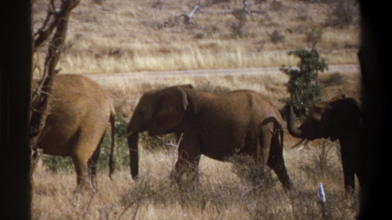 Elephants walk through dry grass with trees and dark foreground framing.
