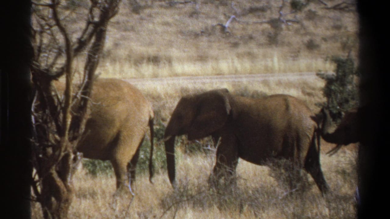 1969 South Africa 8mm frame showing elephants in a dry savanna-like area, with dark vertical edges partly blocking the view.
