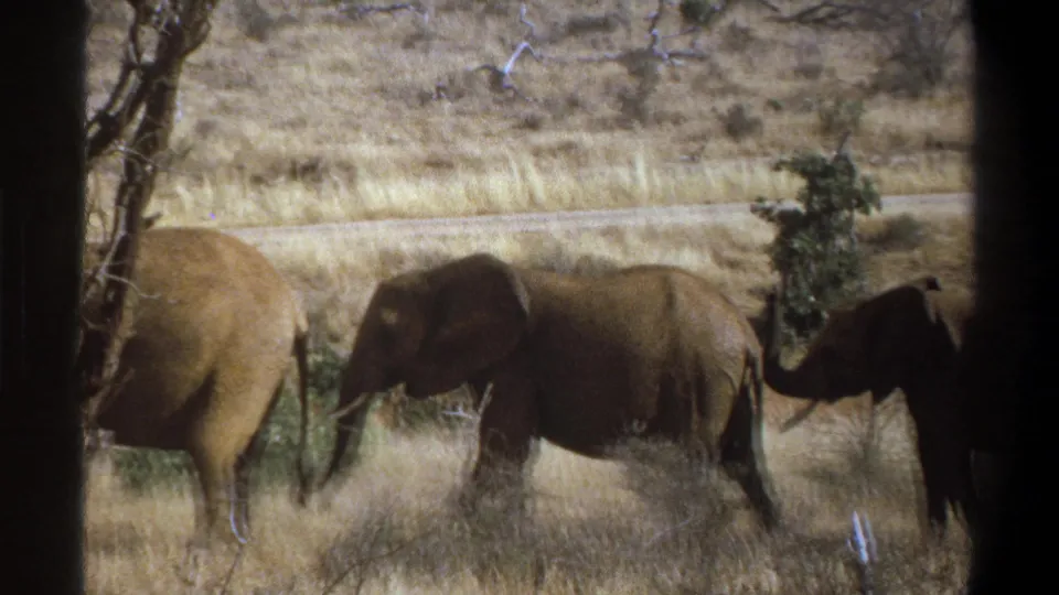 1969 South Africa 8mm frame of elephants in dry grass, viewed from a shaded position with one animal partly obscured.