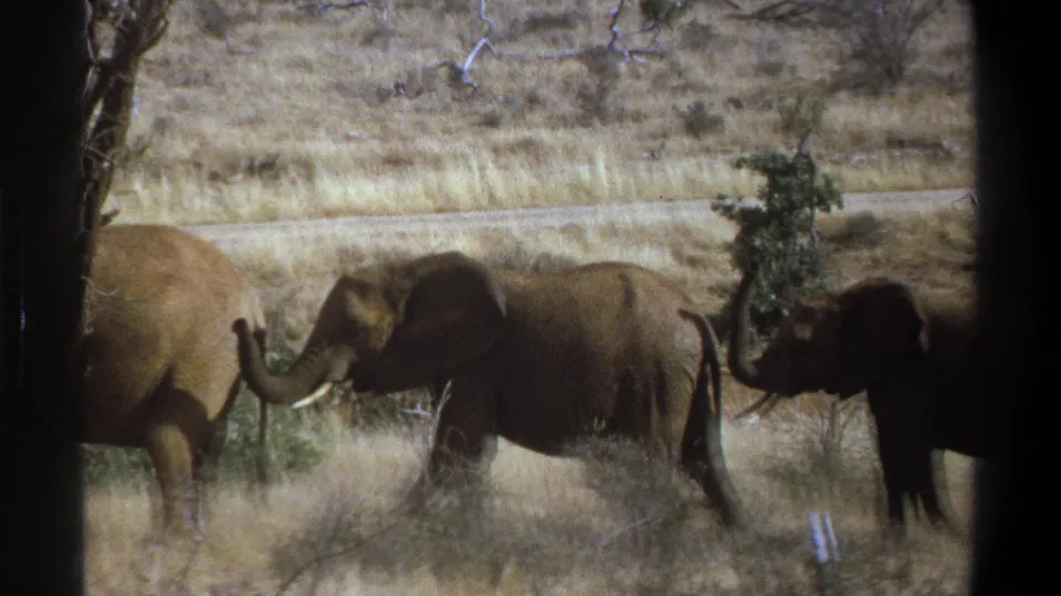 1969 South Africa 8mm frame with one elephant lifting its trunk as the herd moves through dry grass and sparse trees.
