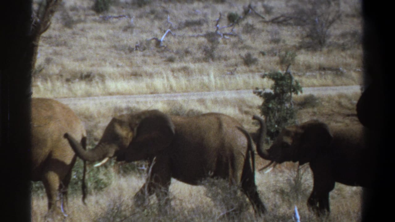 1969 South Africa 8mm frame showing elephants moving through dry grass and scrub, partly framed by dark vehicle-window silhouettes.