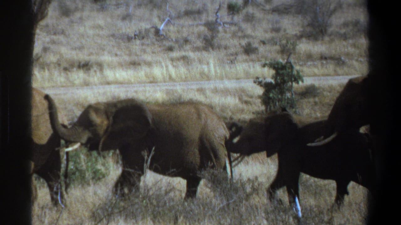 Several elephants pass scrub and dry grass with a dirt road behind them.