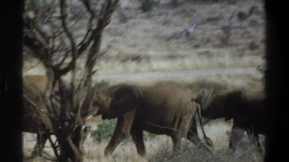 1969 South Africa 8mm frame showing elephants moving behind sparse trees and brush, with vehicle-window edges cutting into the view.