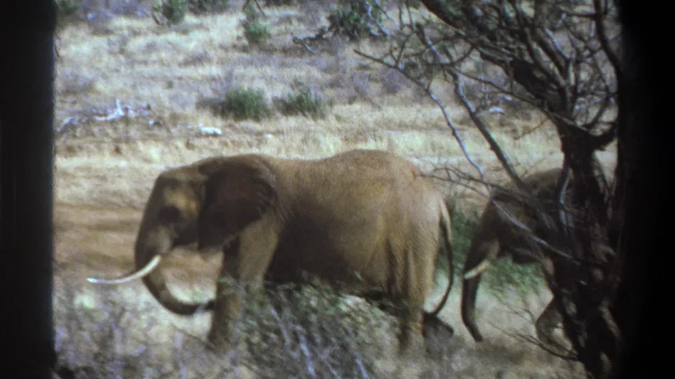 1969 South Africa 8mm frame of a tusked elephant moving through sparse brush and dry grass, with another elephant partly visible at right.