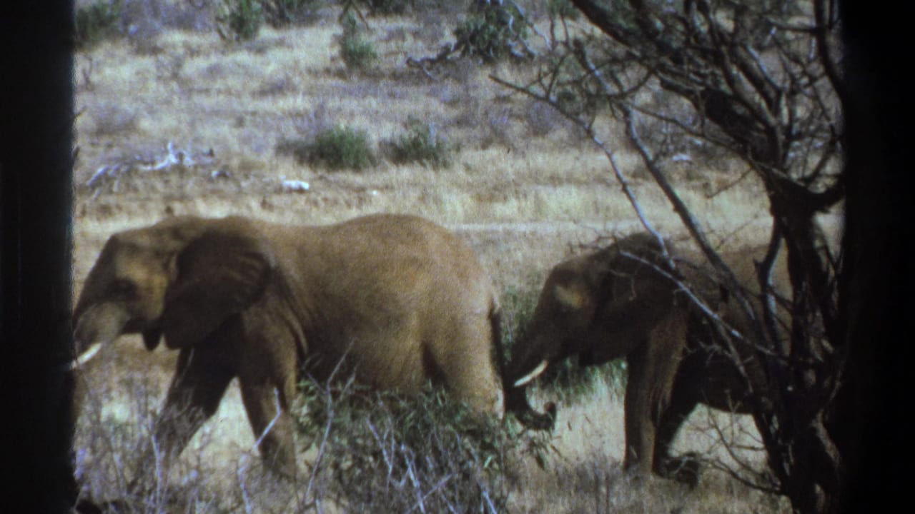 Four elephants walking through dry brush, partly obscured by tree trunks and branches.