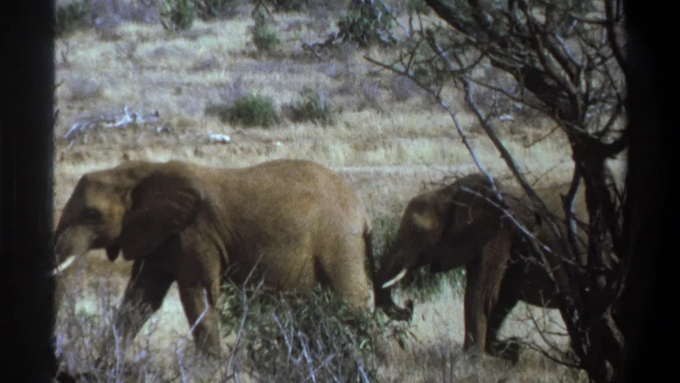 1969 Cape Town metadata-supported 8mm frame of four elephants moving single file through dry scrub and sparse trees.