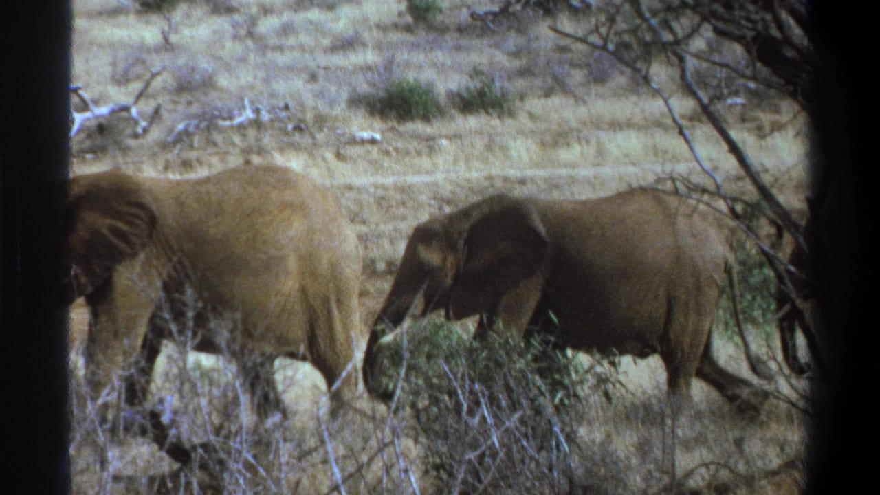 Elephants in a 1969 South Africa home-movie frame continue walking through dry bush, partially hidden by foreground trees.