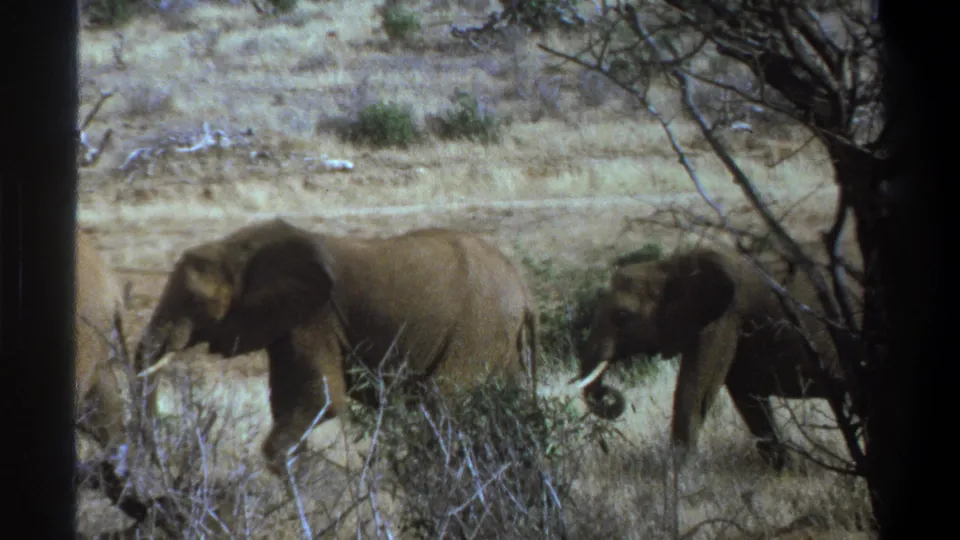Home-movie wildlife frame showing elephants moving through dry South African scrub, with branches partly blocking the view.