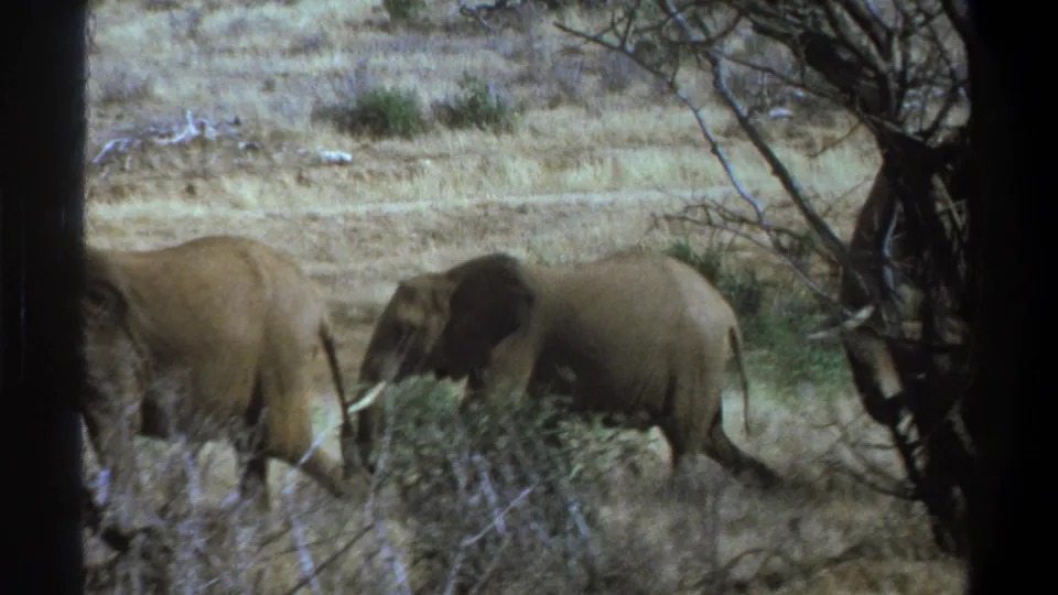 Final 1969 Cape Town metadata-supported frame with elephants partly obscured by scrub as they move through dry terrain.