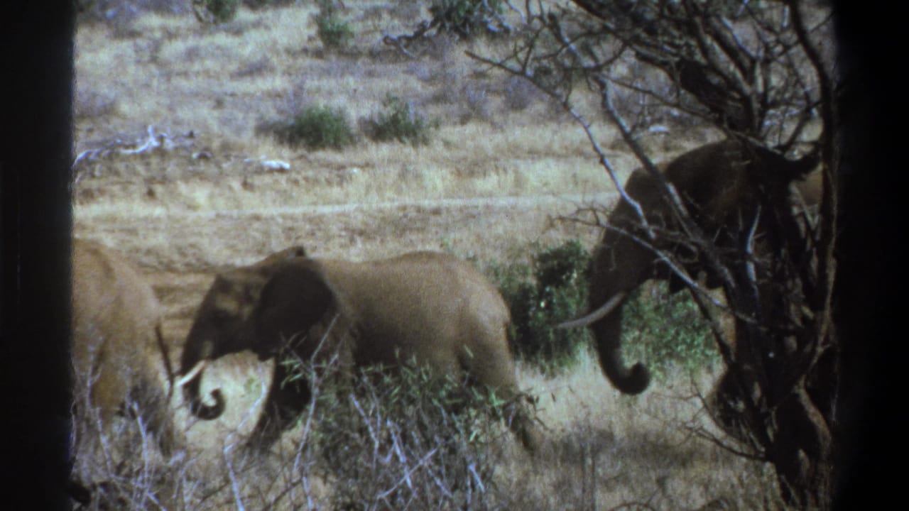 1969 8mm footage near Cape Town showing elephants partly obscured by shrubs and tree branches in a dry savanna landscape.